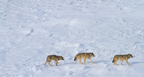 Wolves Trio Only three wolves appear to remain on Isle Royale.