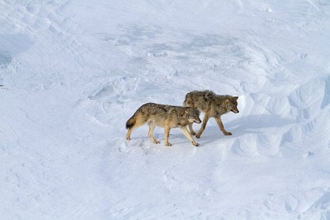 Two wolves walking in the snow.