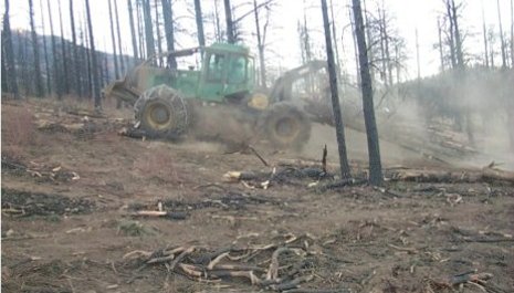 A skidder picks up cut trees and drags them downhill.