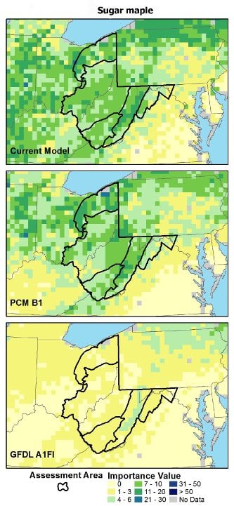 Maps of sugar maple models.