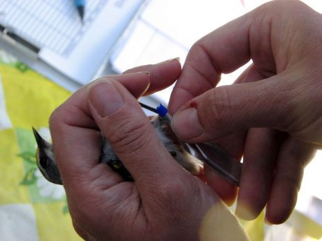 Migration_Warbler Researcher Amber Roth places color bands on a female golden-winged warbler. Credit: Amber Roth