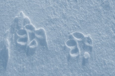 Winter Study Wolf Pawprints on Isle Royale