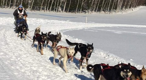 Michigan Tech student Adam Schmidt fulfilled a lifelong dream by competing in last month's Iron Line sled dog race at the George Young Recreation Complex in Iron River, Michigan. The second-year chemical engineering major will compete in an 80-mile race February 26-28 as part of the CopperDog 150 weekend in Houghton and Keweenaw counties. (Photo courtesy of Adam Schmidt)