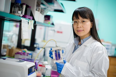 Feng Zhao works on regenerative tissue development; she recently won the Biomedical Engineering Society's Rising Star Award. 
