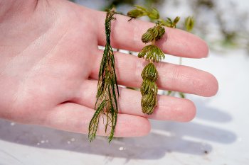 Invasive Species EWM Eurasian Watermilfoil