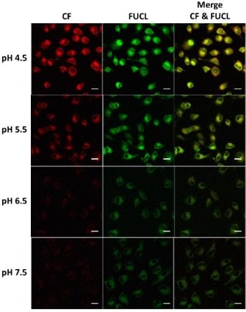 Fluorescent Full Image Haiying Liu's acid-sensitive luminescent probe glows progressively brighter in living cells as the pH decreases, both under conventional fluorescence (CF) and under single-photon upconversion luminescence (FUCL).