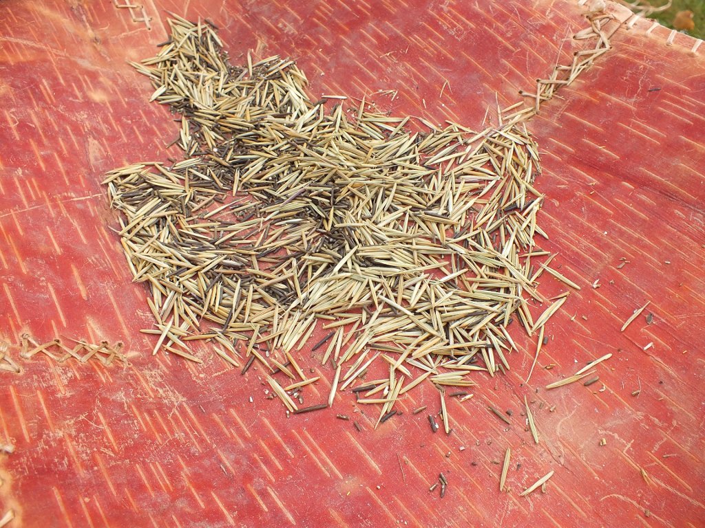 Rice Dance Follow the Rhythm of Manoomin Harvest to Table Michigan Technological University News