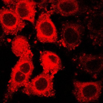Circular cells light up with red fluorescence