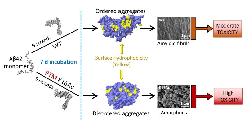 scientific chart showing the difference in shape and toxicity between fibrils and amorphous protein aggregates: amyloid beta monomer, stretched in nine strands form aggregates