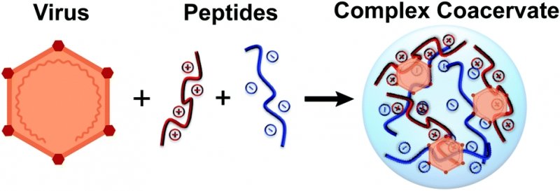 A graphic that shows how a virus combined with polypeptides forms a complex coacervate.