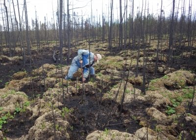 A person takes samples in a peatland.