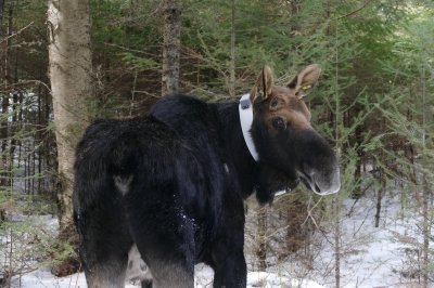 A moose with a radio collar around its neck.