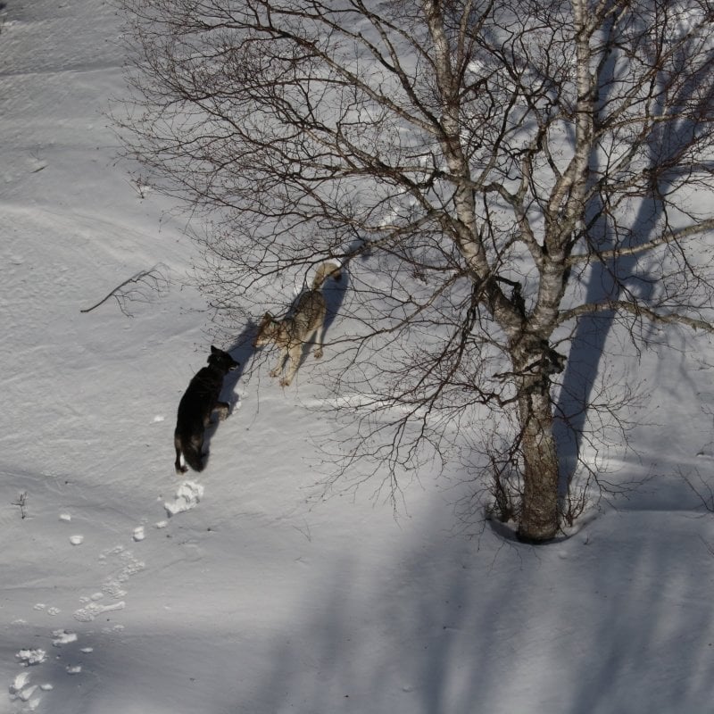 Two wolves play in the snow near a tree.