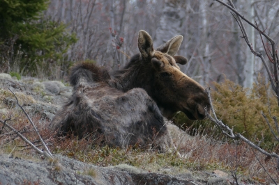 An emaciated moose lying down, its fur in tatters.