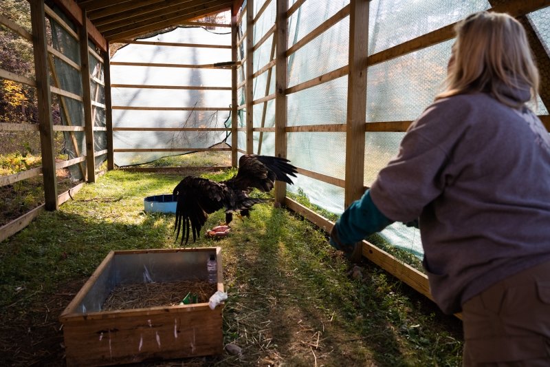 A raptor rehab expert in Michigan turns an immature eagle loose in a flight cage.