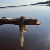 A giant dead leech from a lake in Isle Royale where students decided not to go swimming.