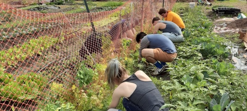 Students gardening next to a fence.