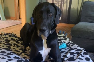 Baxter - big black and white dog