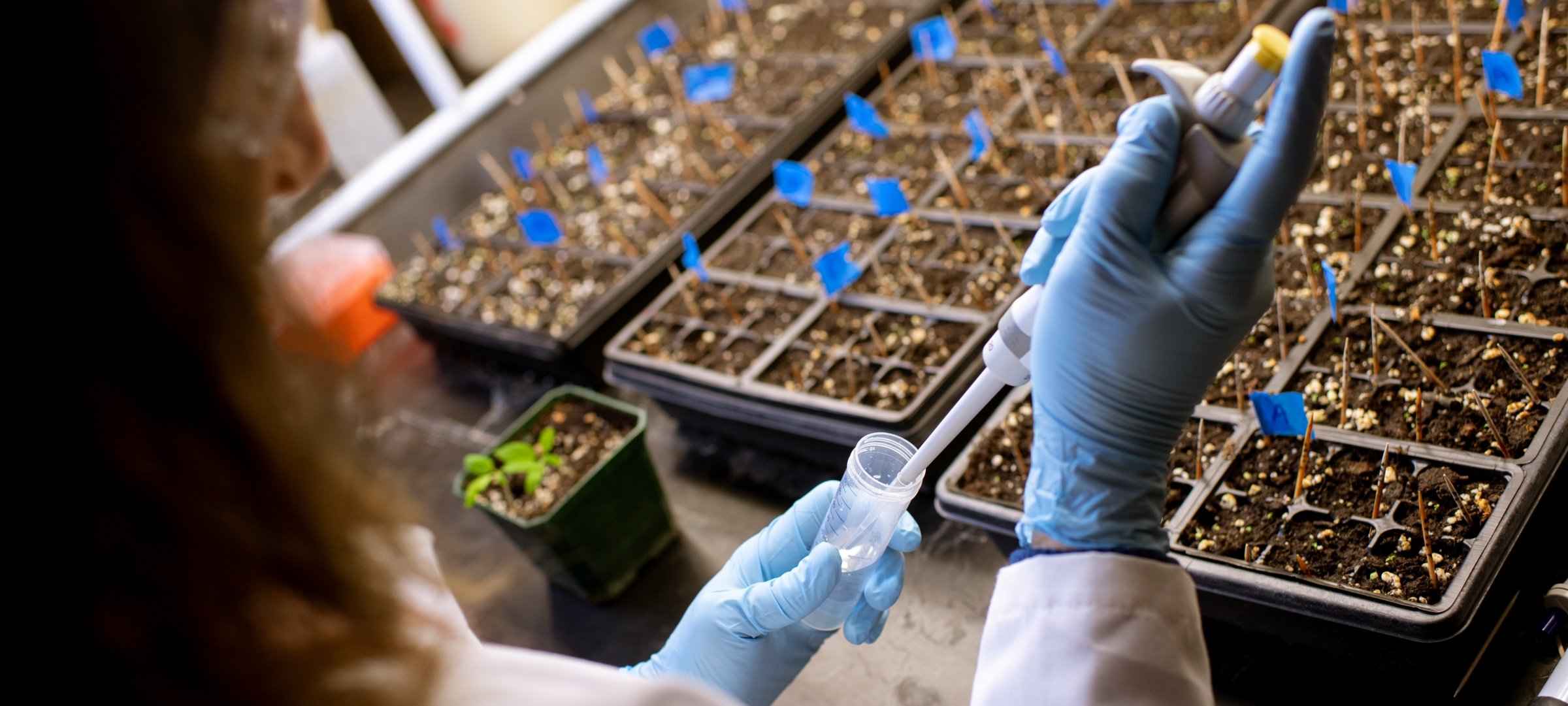 Researcher conducts experiments with plants. 