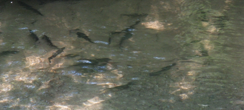 Many fish under the water.