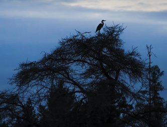 Heron Heron