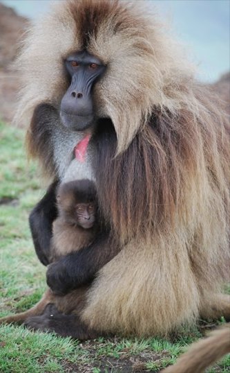Protective Male Gelada A male gelada clutches his infant.