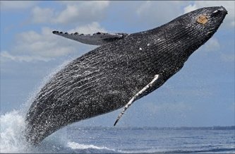 Humpback Whale A humback whale breaching off Maui in the Hawaiian islands
