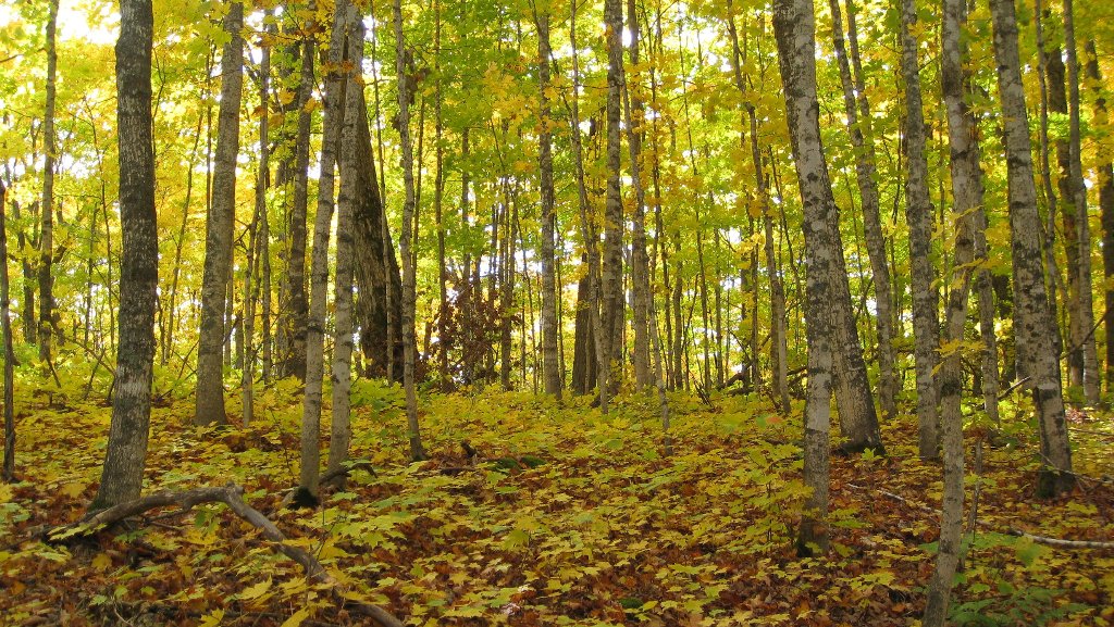 Michigan Tech's School of Forest Resources and Environmental Science, supported by the Northern Institute of Applied Climate Science (NIACS), will be hosting a climate assessment workshop.