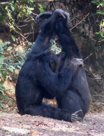 Grooming is an important part of chimp society; so are secret handshakes. 