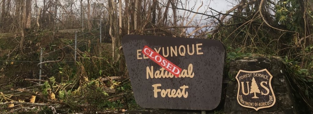The aftermath of Hurricane Maria at El Yunque National Forest. Photo courtesy Tana Wood.