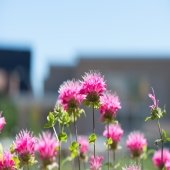 bright pink flowers with soft spikes on top and green leaves and buildings in the background outside on a college campus bee balm