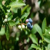 blueberries with white fruits and blue fruits and green leaves, brown steams living bush outside