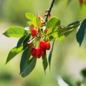 green branches and red cherries outside