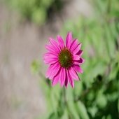 pink petals and brown spiky center echinacea flower with green background