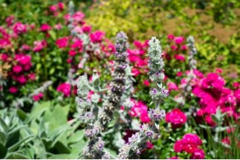 gray soft leaved lambs ear plant with fuschia pink blooms in the foreground of a green garden outside on a sunny day