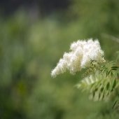 white fluffy false spirea blossom with blurred green leafy background outside
