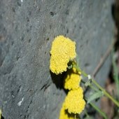 yellow yarrow blossom against a dark rock in an outdoor garden on a college campus