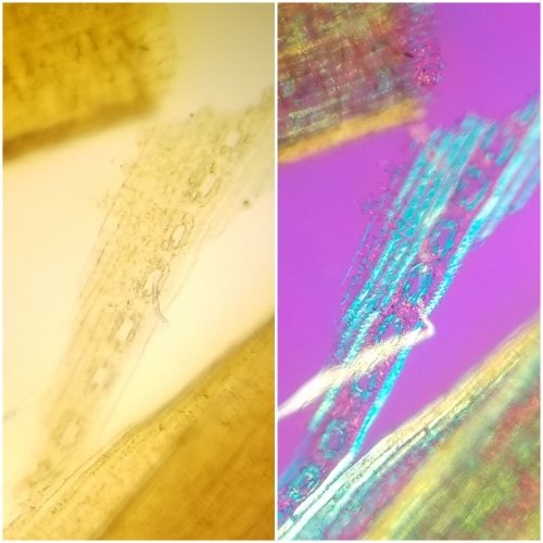 Side-by-side images of white pine cells under bright light microscope and under polarized light microscope.