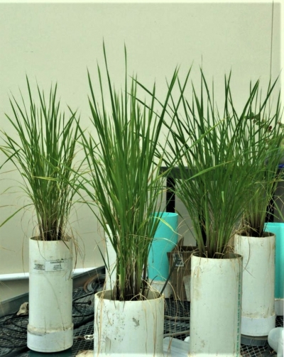 Rice grows in plastic cylinders in a greenhouse.