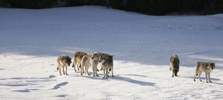 The alpha wolf of Isle Royale for several years, the Old Gray Guy is third from left in a pack of six wolves in this image capture taken by a researcher Isle Royale in winter.