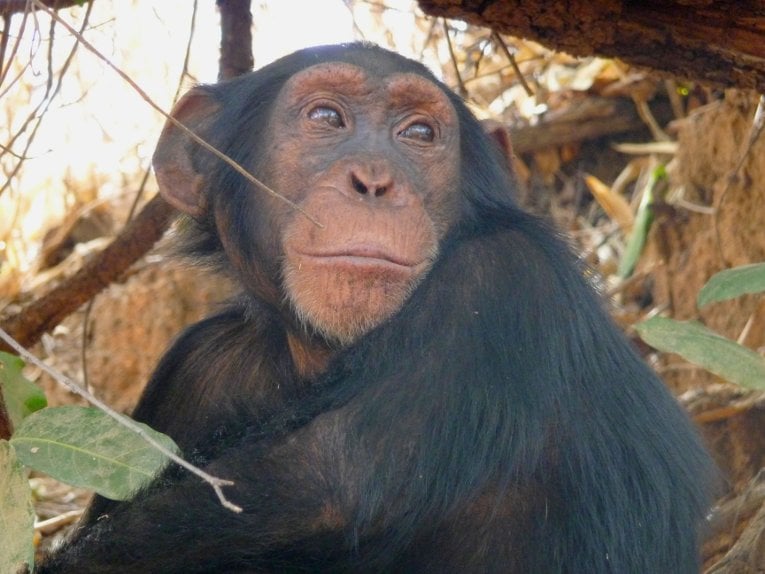 Chimps Close The Fongoli chimps are highly skewed male, which creates more mating pressure and competition in the group.