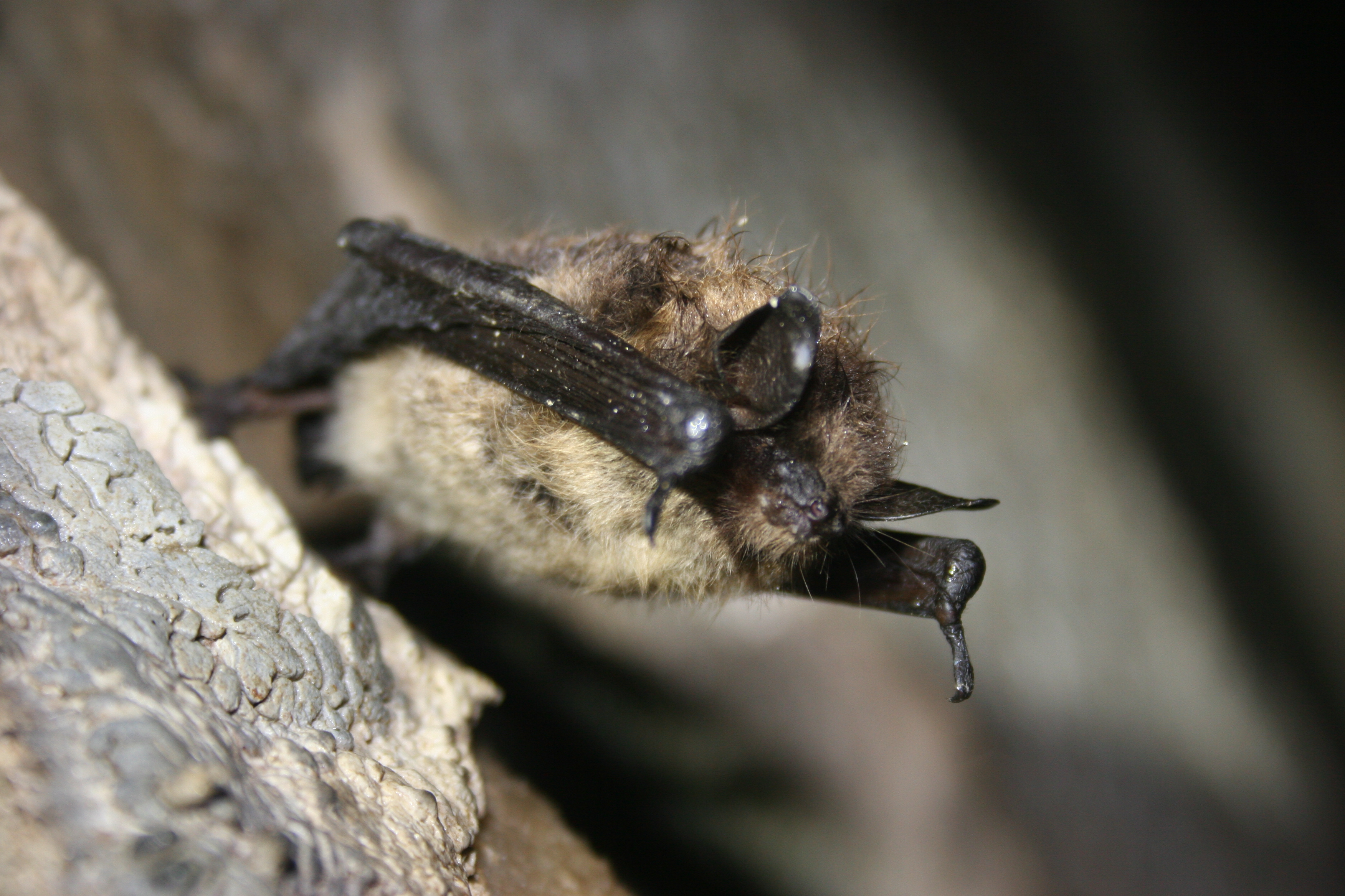 little brown bat hanging from the top of a cave formation