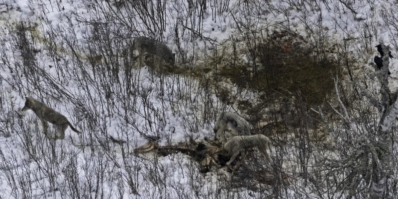 Four wolves in the Northeast Pack on Isle Royale feed on a moose carcass.