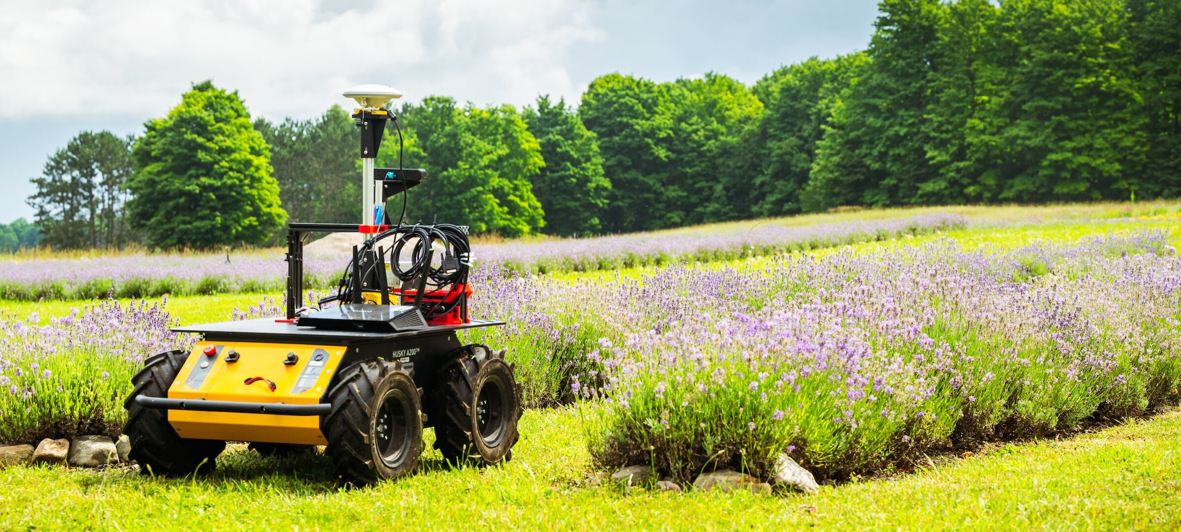 A four-wheeled autonomous lavender-harvesting prototype drives between rows of lavender at The Lucky Clover Farm in Gaylord, Michigan.