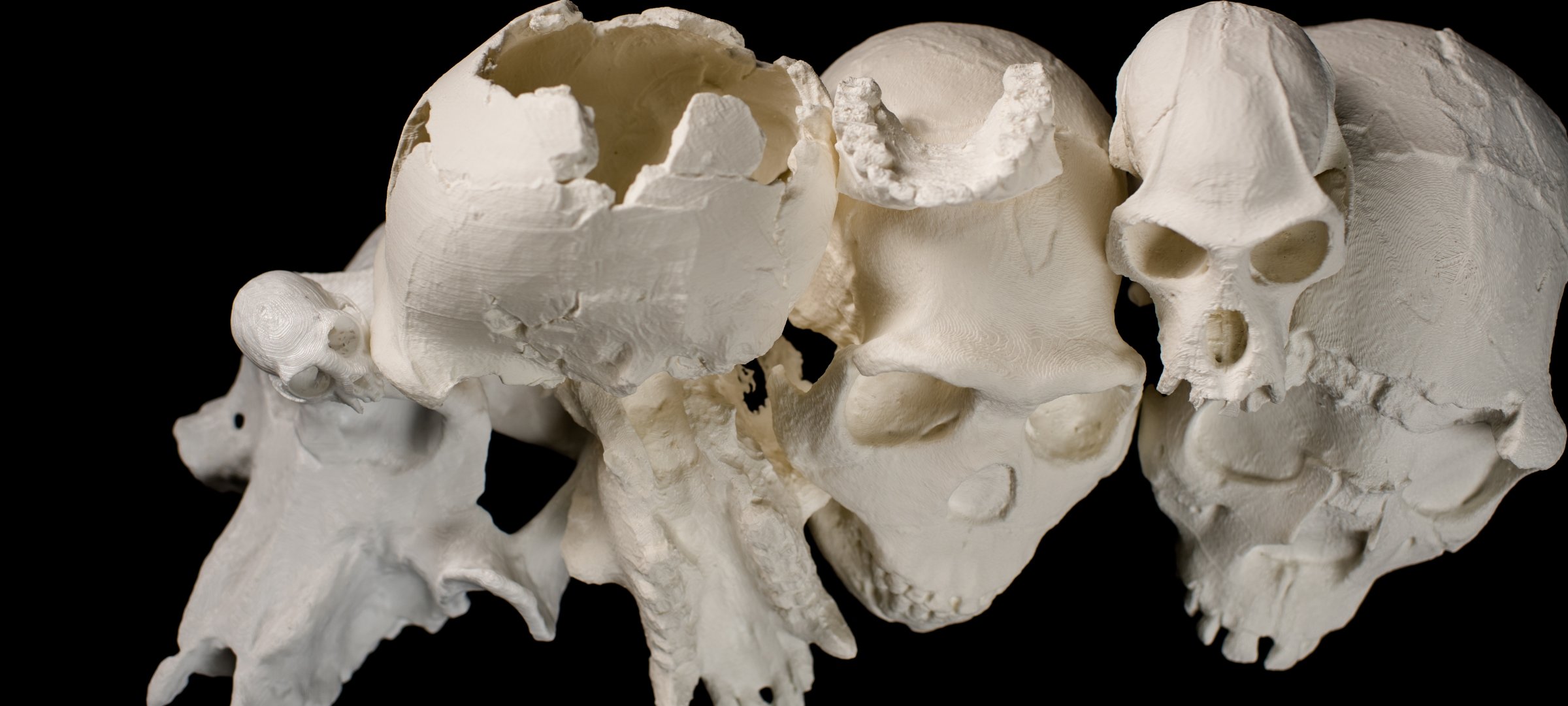 Replica skulls printed by 3D printer at Michigan Tech.