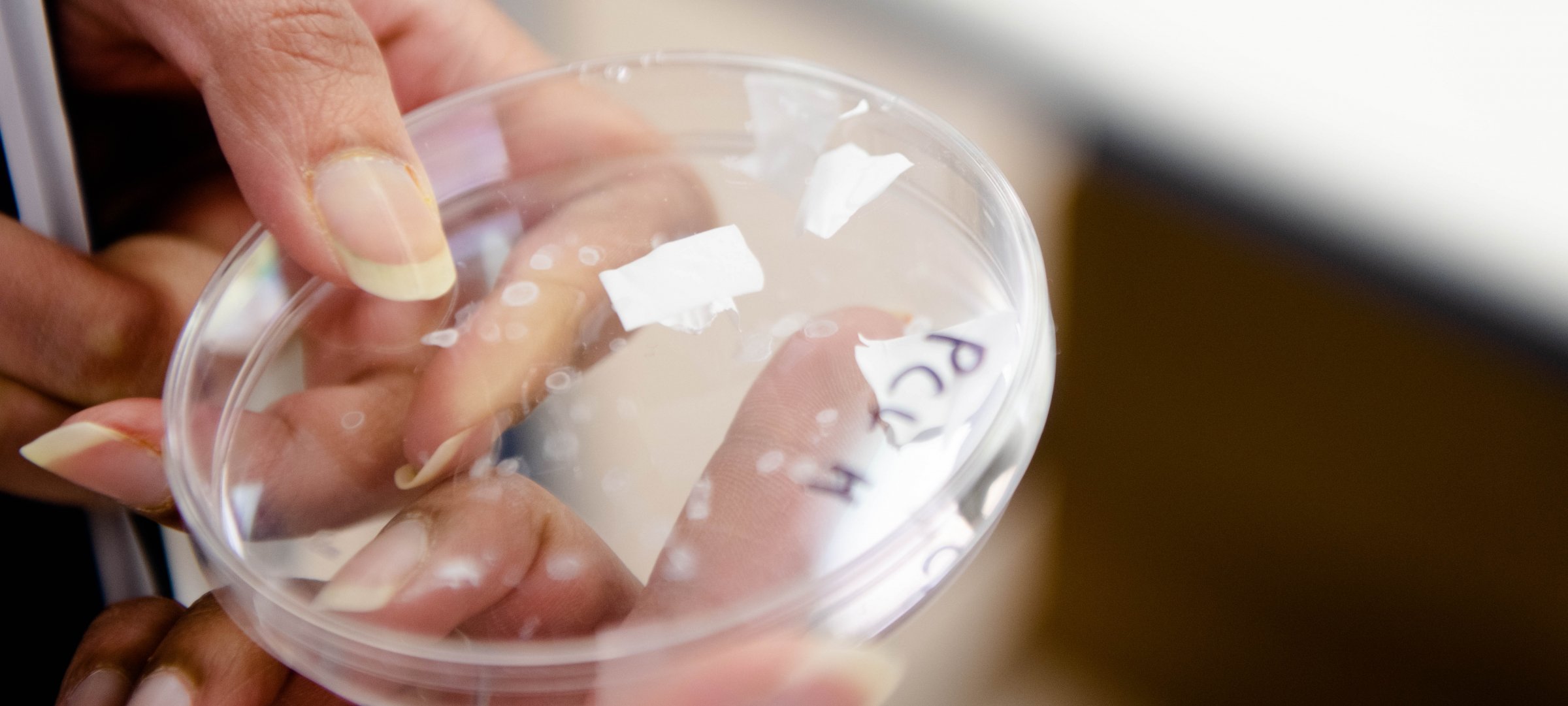 Materials science students working with petri dishes.