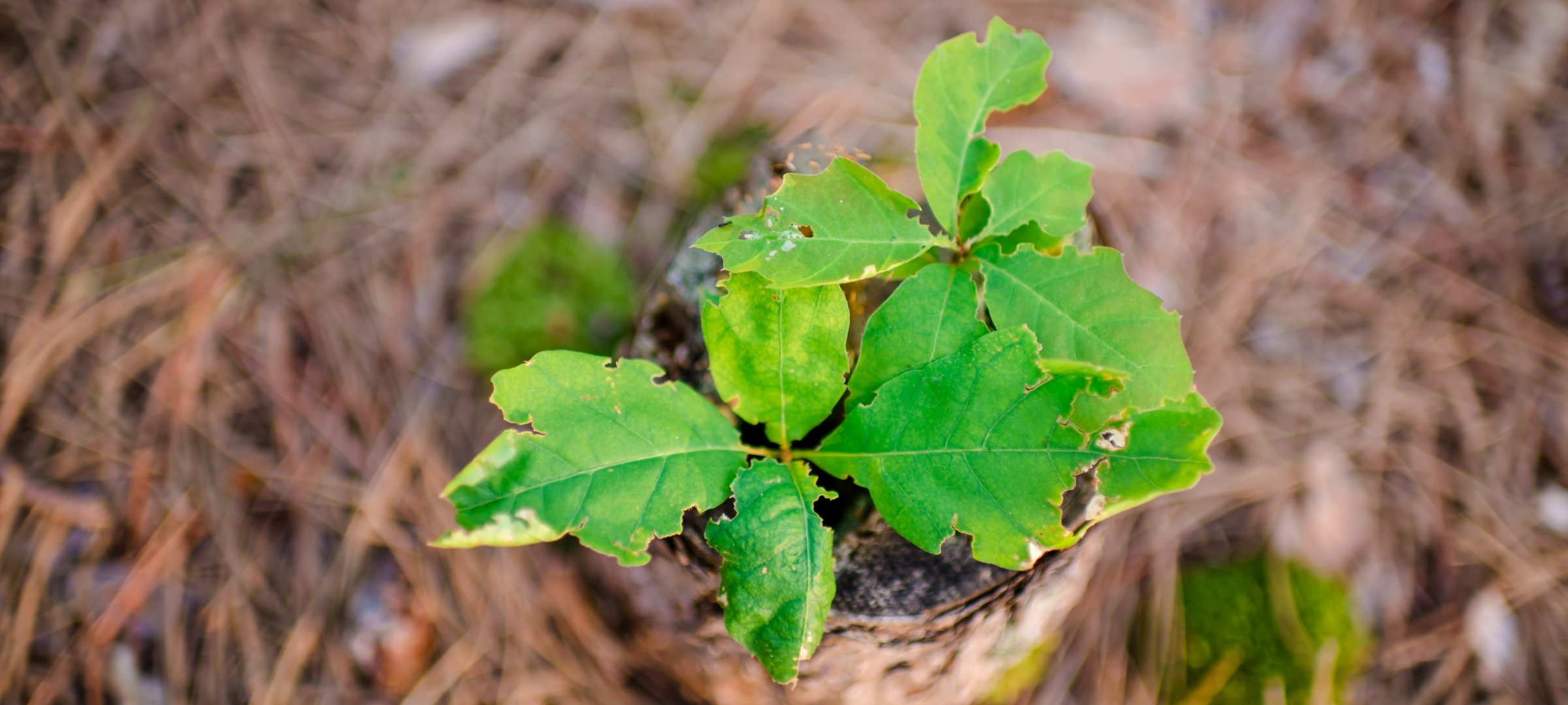 Seedling in a pot of soil on the ground.