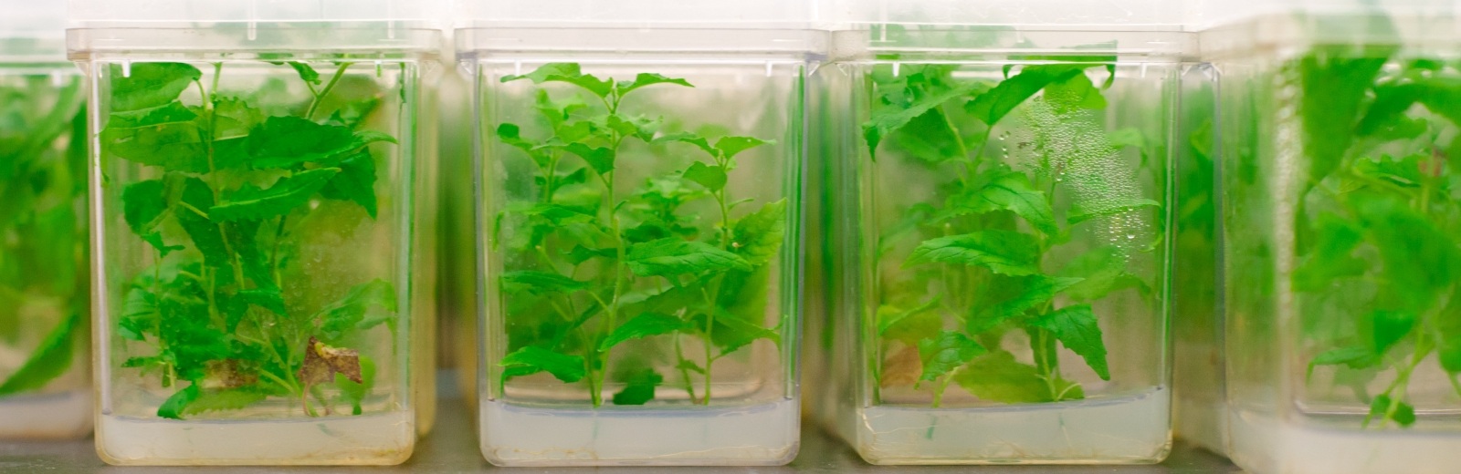 Plant samples in a Forestry Lab