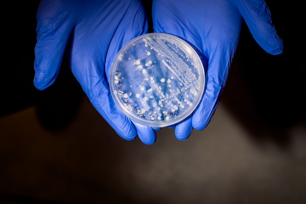 Researcher, wearing blue gloves, holds a petri dish in the palm of their hands