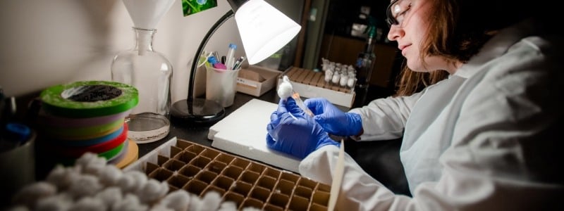 Researcher with safety glasses and gloves in a labcoat in the Fruitfly lab looking at samples under a lamp.